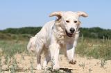 GOLDEN RETRIEVER 226
